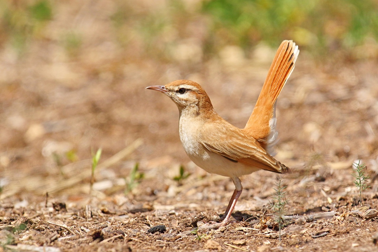 In April of this year alone, our Bird Guards counted more than  - Bild 2